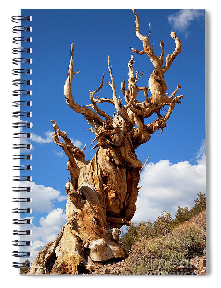 Bristlecone Pine Spiral Notebook featuring the photograph Bristlecone pine, Inyo national Forest, Bishop, California, USA by Neale And Judith Clark