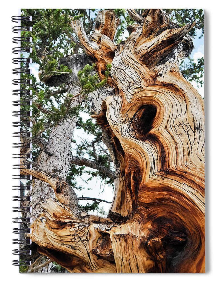 Great Basin National Park Spiral Notebook featuring the photograph Bristlecone Pine Tree Portrait by Kyle Hanson