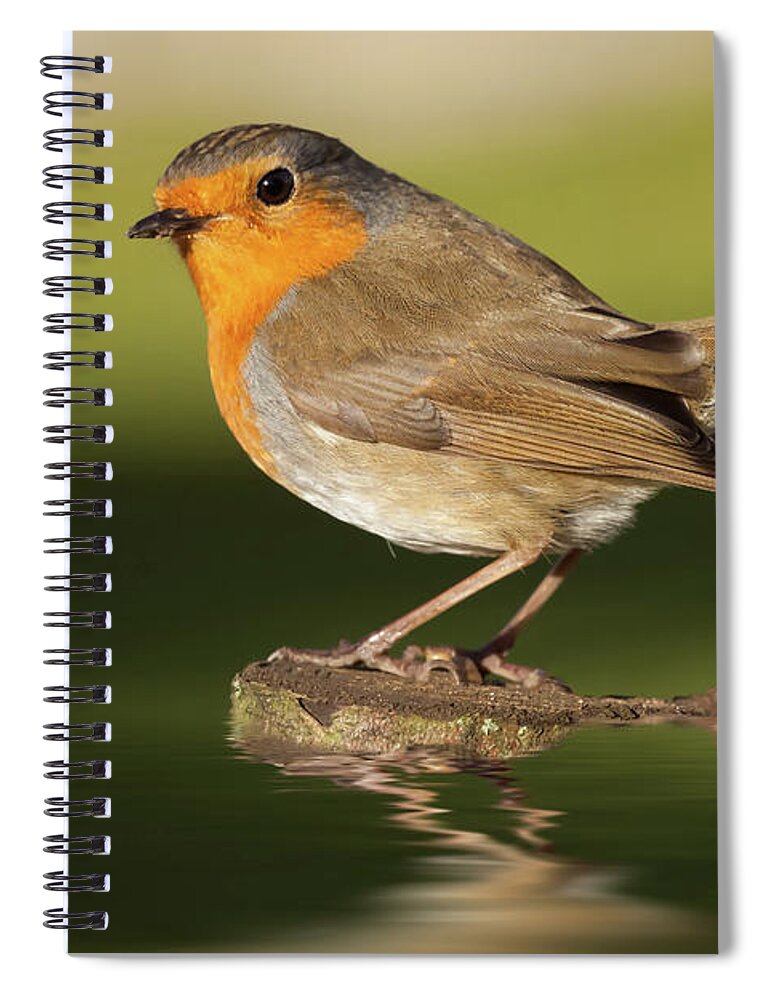 Bird Spiral Notebook featuring the photograph British robin redbreast close up on water by Simon Bratt