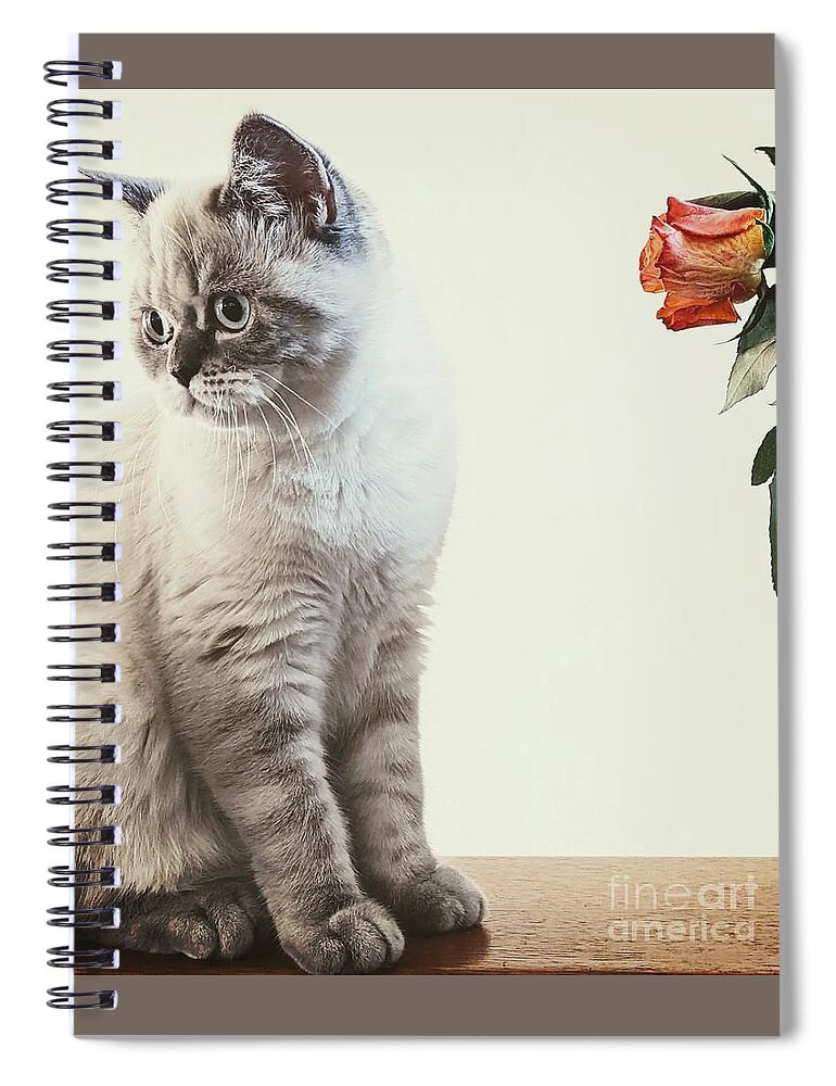 Cat Spiral Notebook featuring the photograph British Shorthair Cat 1 by Claudia Zahnd-Prezioso