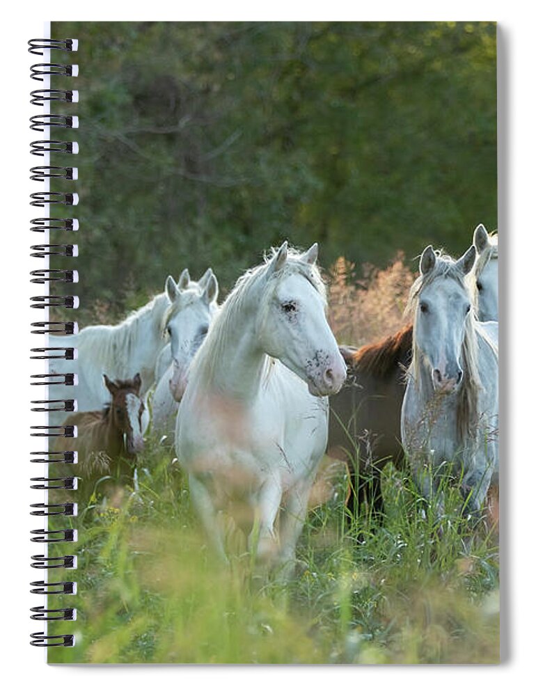 Broadfoot Spiral Notebook featuring the photograph Broadfoot at Sunset by Holly Ross