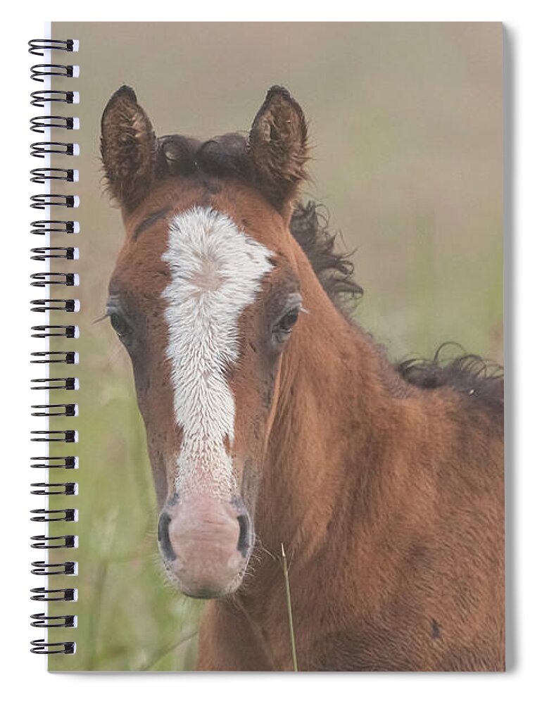 Wild Horse Spiral Notebook featuring the photograph Broadfoot Colt by Holly Ross