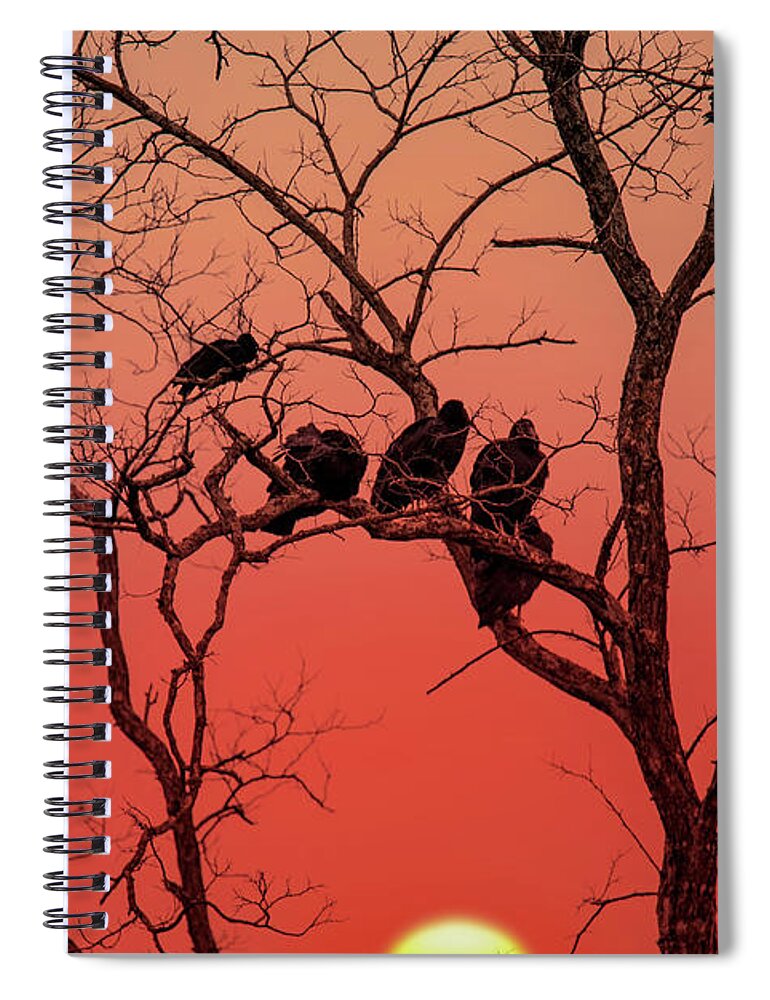 Silhouette Spiral Notebook featuring the photograph Brood of Turkey Vultures by Ed Taylor
