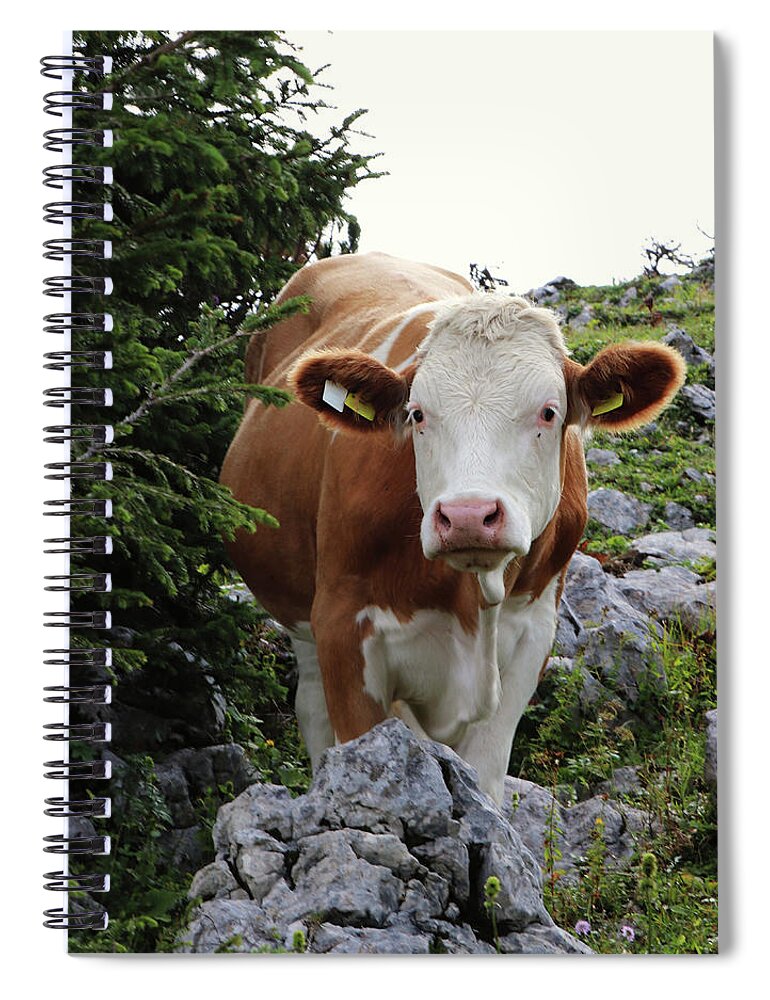 Hochkar Spiral Notebook featuring the photograph Lady Cow by Vaclav Sonnek