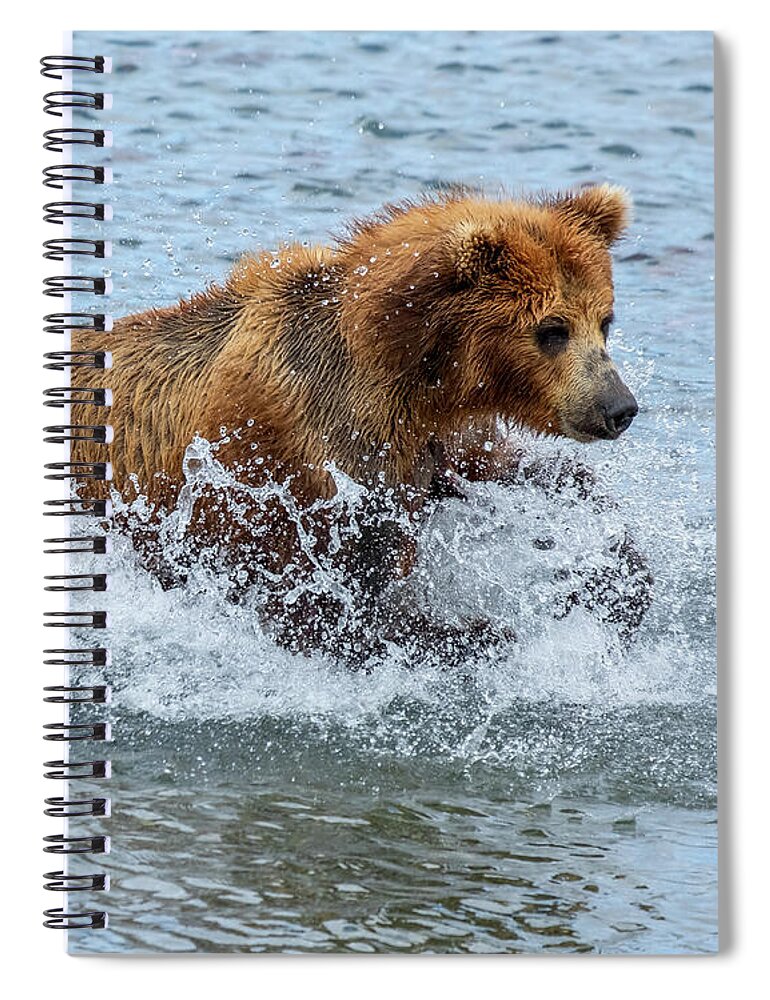 Bear Spiral Notebook featuring the photograph Brown bear hunts for salmon by Mikhail Kokhanchikov