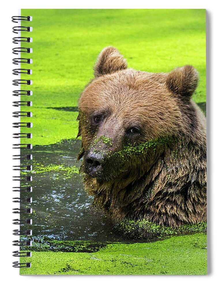 European Brown Bear Spiral Notebook featuring the photograph Brown Bear in Pond by Arterra Picture Library