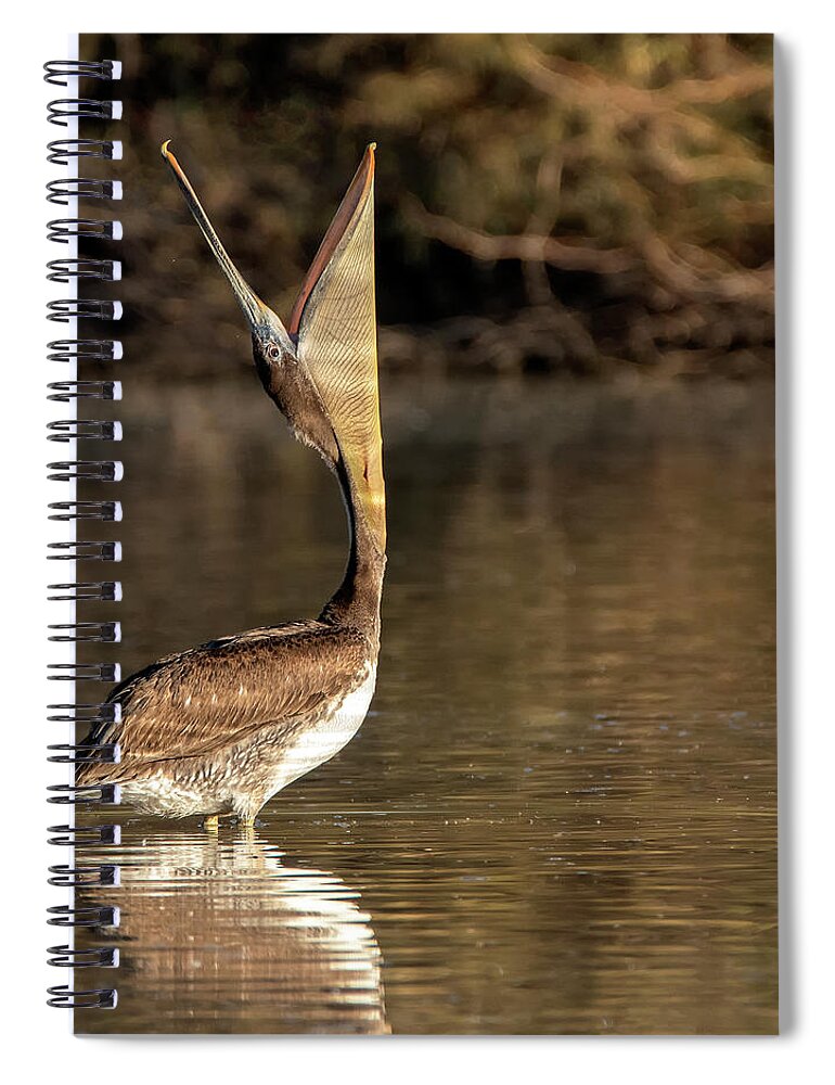 Brown Pelican Spiral Notebook featuring the photograph Brown Pelican 5518-011521-2 by Tam Ryan