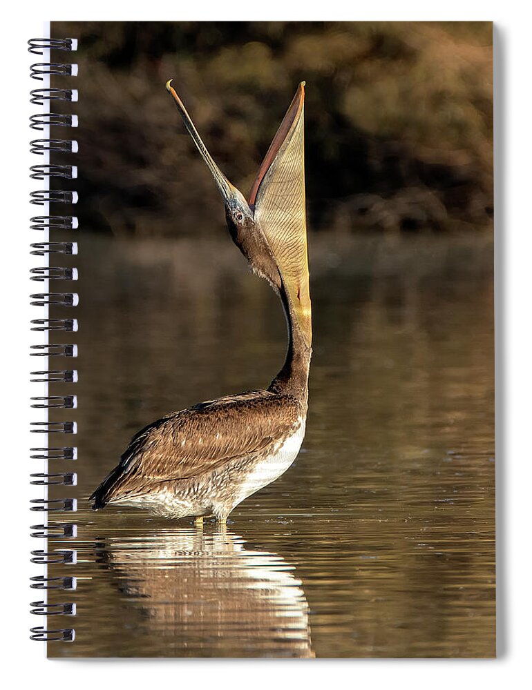 Brown Pelican Spiral Notebook featuring the photograph Brown Pelican 5518-011521-3 by Tam Ryan