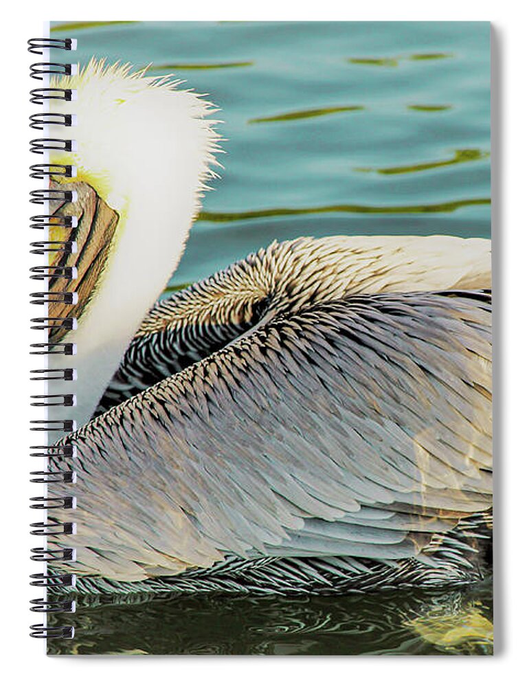 Pelican Spiral Notebook featuring the photograph Brown Pelican has Eyes on You by Joanne Carey