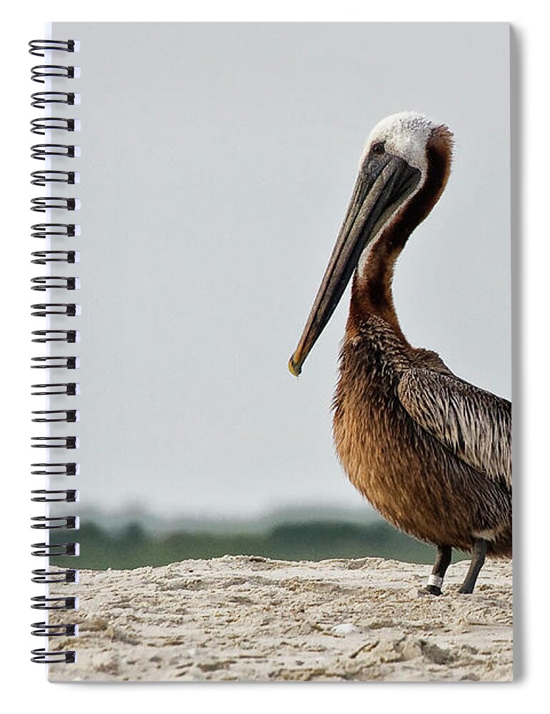 Brown Pelican Spiral Notebook featuring the photograph Brown Pelican on North Carolina Beach by Bob Decker