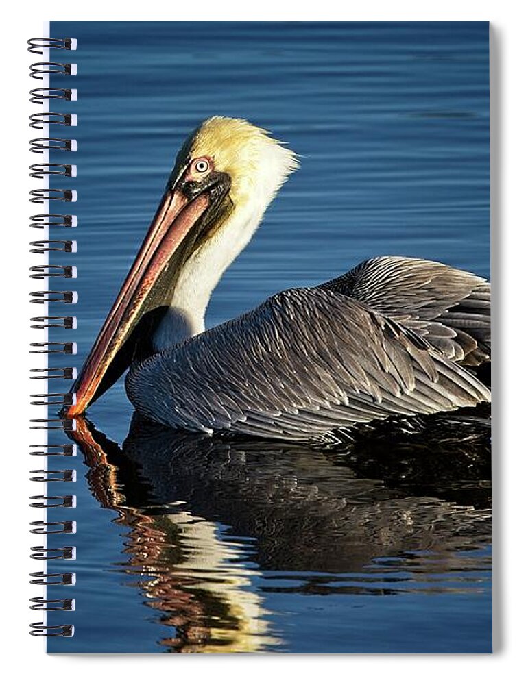 Brown Pelican Spiral Notebook featuring the photograph Brown Pelican by Ronald Lutz