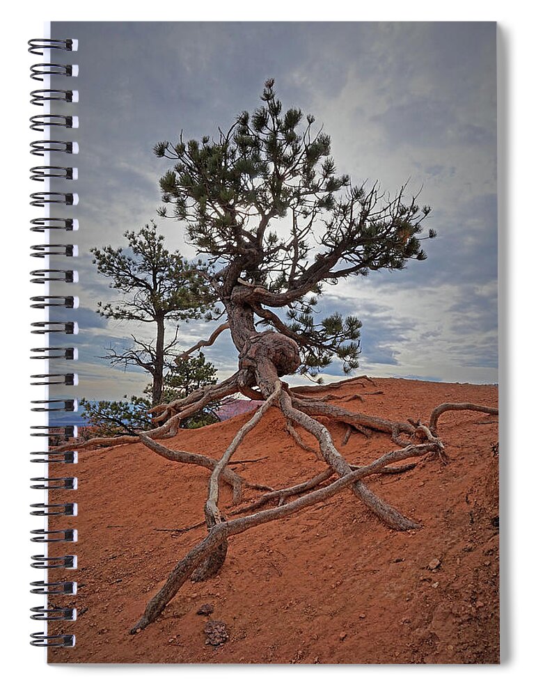 Bryce Canyon National Park Spiral Notebook featuring the photograph Bryce Canyon National Park - Fighting to Stay Rooted by Yvonne Jasinski