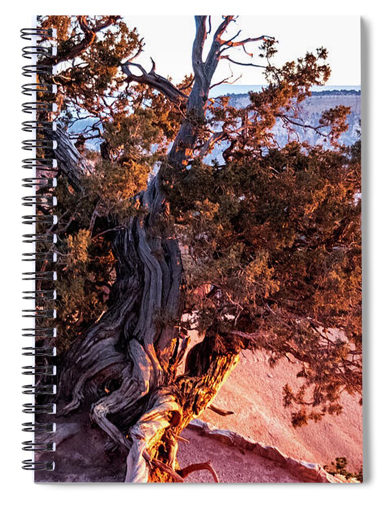 Outdoors Spiral Notebook featuring the photograph Bryce Pine tree by Nathan Wasylewski