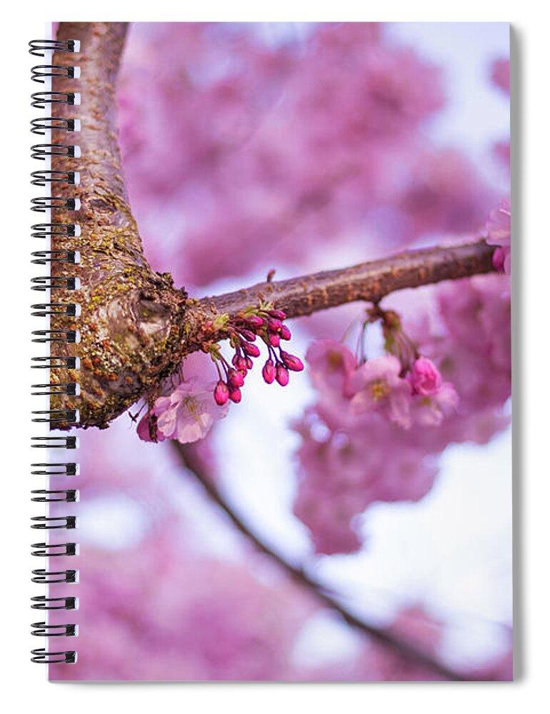 Cherry Blossoms Spiral Notebook featuring the photograph Budding blossoms by Kunal Mehra