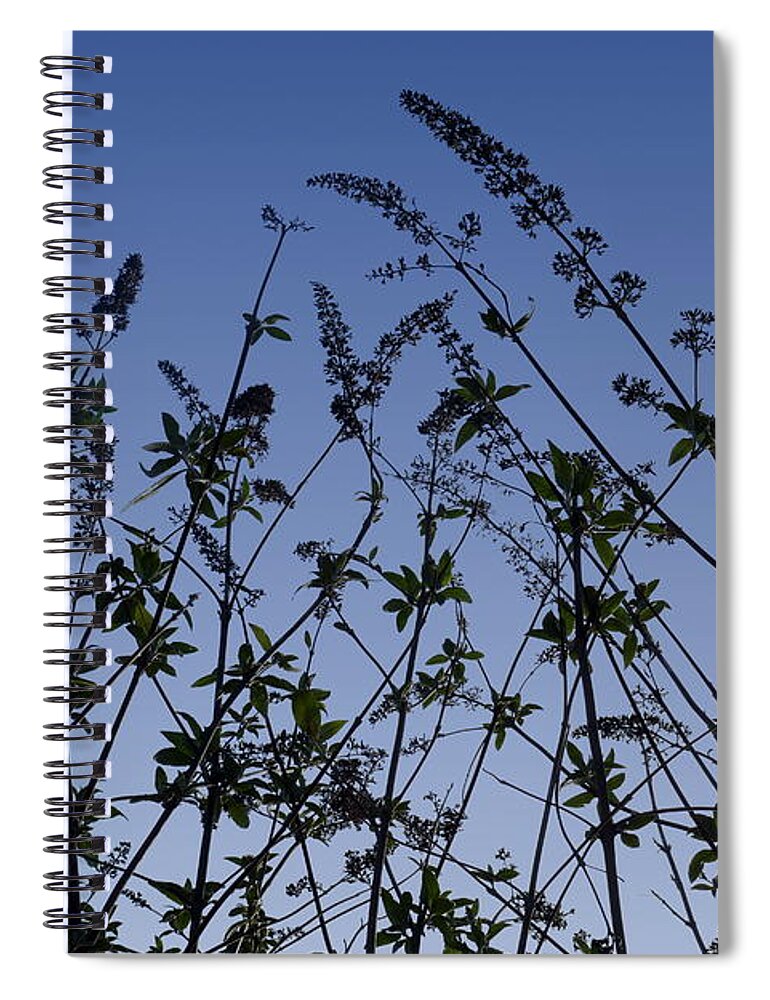 Buddleia Spiral Notebook featuring the photograph Buddleja with winter seedheads, York 2 by Paul Boizot