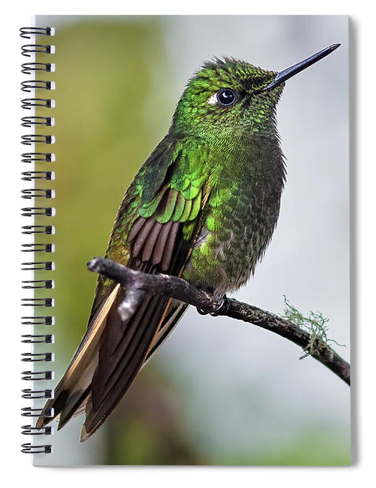 Animal In The Wild Spiral Notebook featuring the photograph Buff-tailed Coronet humminbird by Henri Leduc
