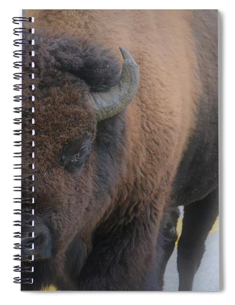 Western Art Spiral Notebook featuring the photograph Buffalo Dream by Alden White Ballard