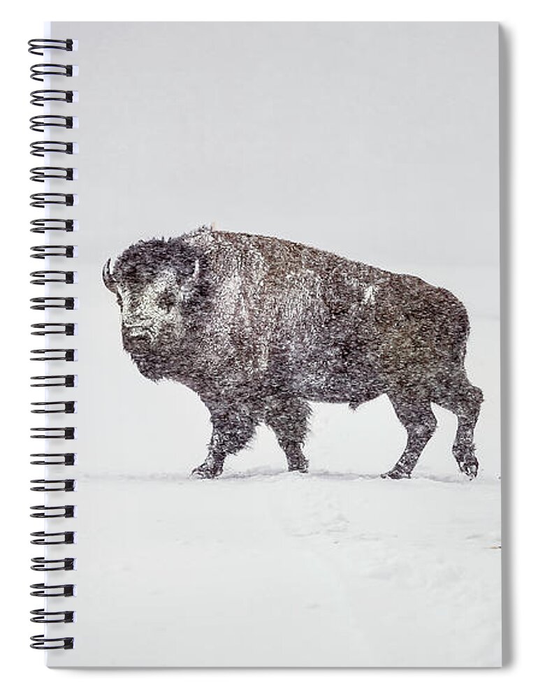 Buffalo Spiral Notebook featuring the photograph Buffalo in Yellowstone Winter by Craig J Satterlee