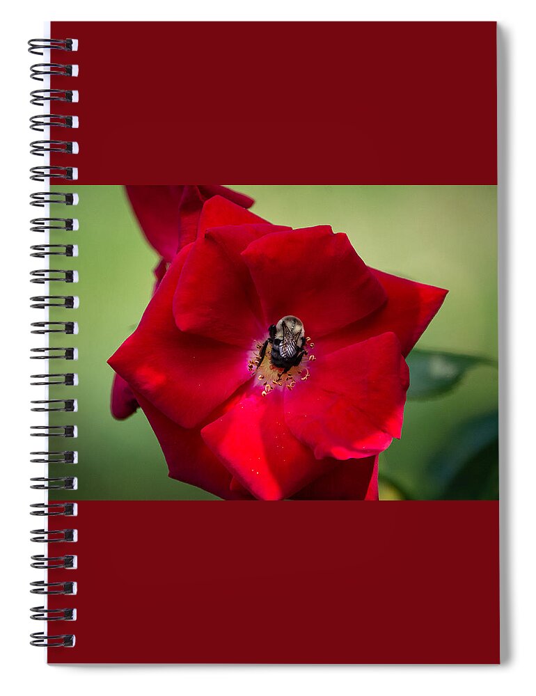 Bumble Bee Spiral Notebook featuring the photograph Bumble Bee and Red Rose by Linda Bonaccorsi