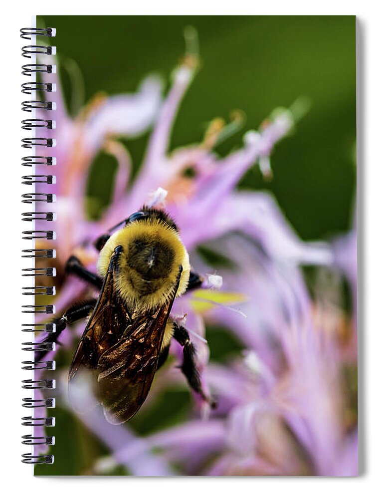 Animals Spiral Notebook featuring the photograph Bumble Bee on Flowers by Amelia Pearn