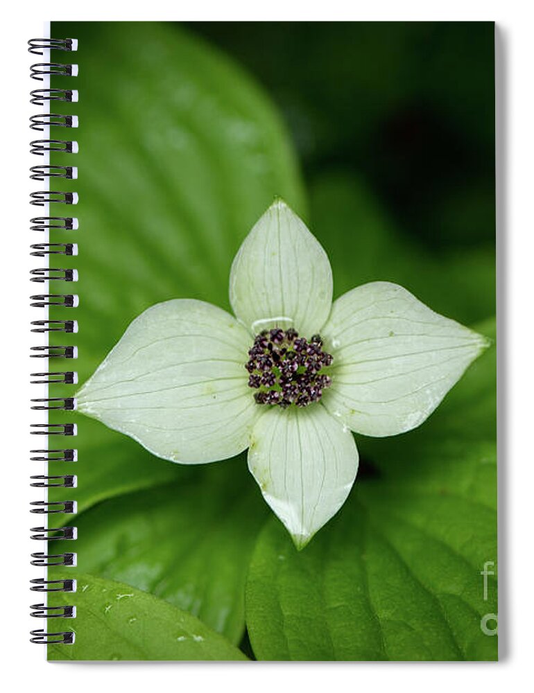Bunchberry Spiral Notebook featuring the photograph Bunchberry Blossom after Light Rain by Nancy Gleason