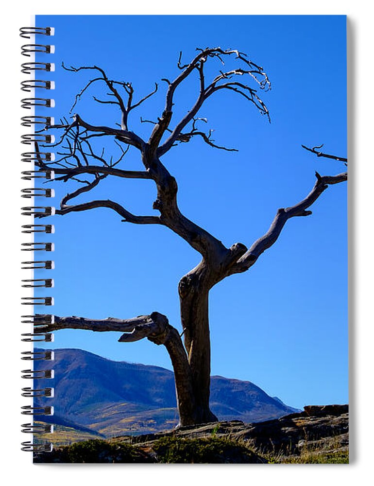 Burmis Tree Spiral Notebook featuring the photograph Burmis Tree by Roberta Kayne