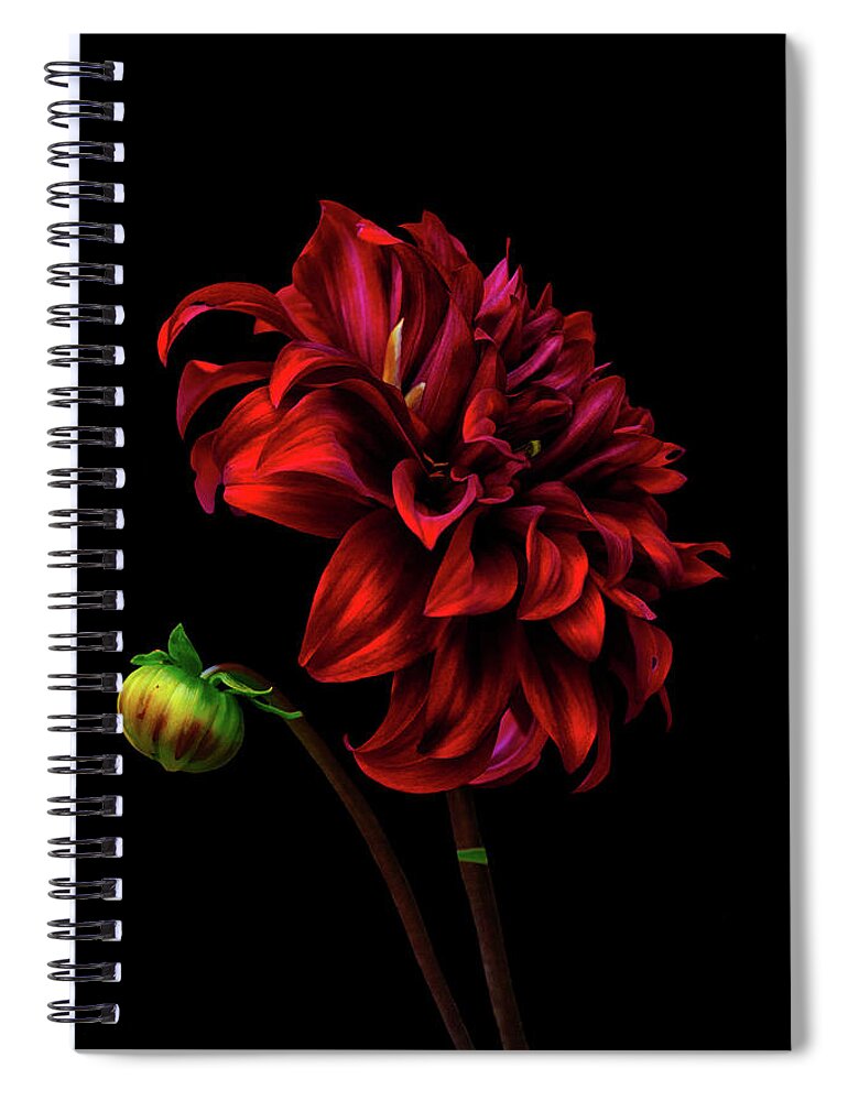 Dahlia Spiral Notebook featuring the photograph Burn Daylight by Cynthia Dickinson