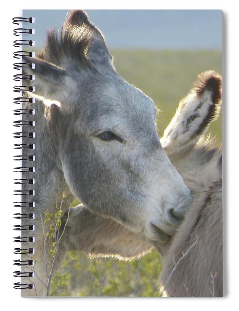 Death Valley Spiral Notebook featuring the photograph Burro Love by Dianne Milliard