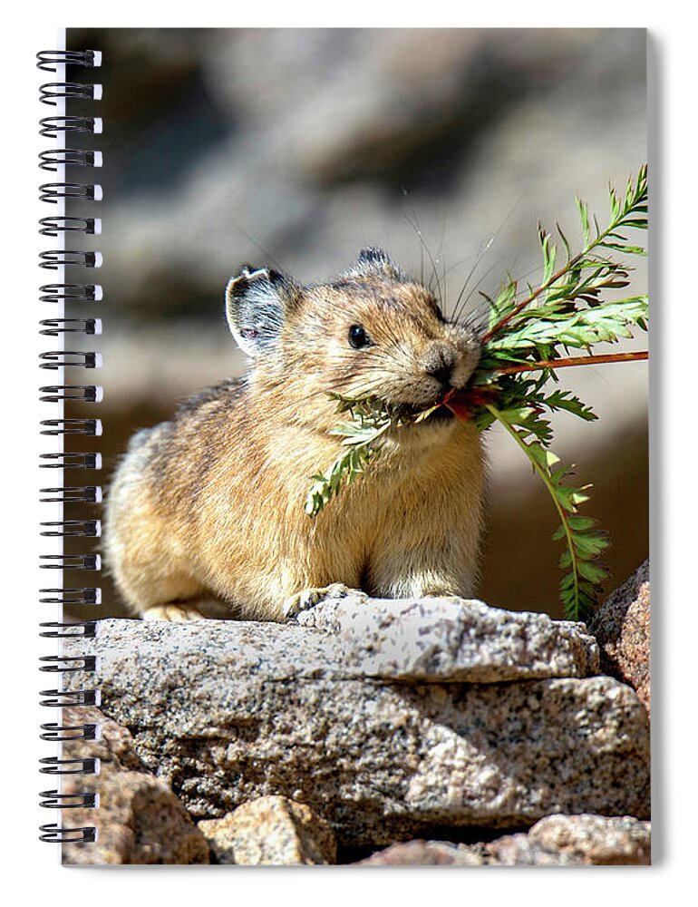 American Pika Spiral Notebook featuring the photograph Busy as a Pika by Judi Dressler