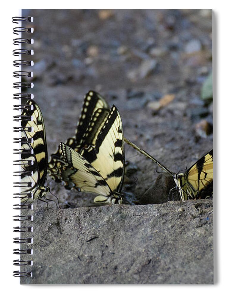 Butterflies Spiral Notebook featuring the photograph Butterfly Nation Swallowtail Butterflies II by Demetrai Johnson