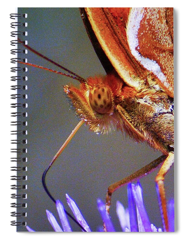 Nature Spiral Notebook featuring the photograph Butterfly on a Bullthistle by Addison Likins