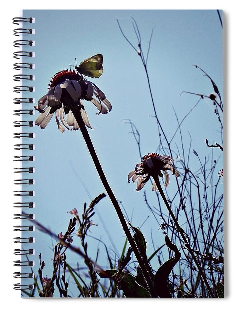 Purple Cone Flower Spiral Notebook featuring the photograph Butterfly on a Cone Flower by Amanda R Wright