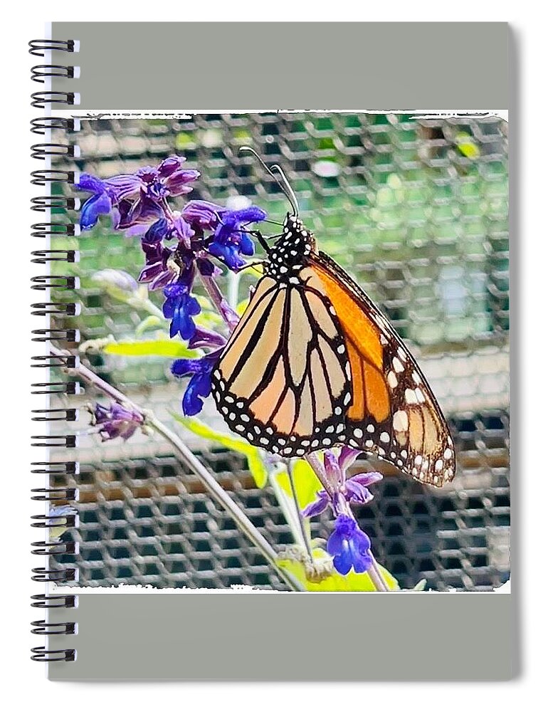 Butterfly Screen Flower Photograph Purple Dots Lines White Orange Black Silver Fence Squares Green Grass Spiral Notebook featuring the digital art Butterfly on Screen by Kathleen Boyles