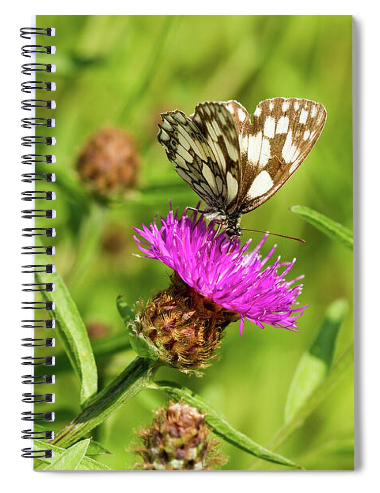 Butterfly Spiral Notebook featuring the photograph Butterfly On Thistle by Tanya C Smith