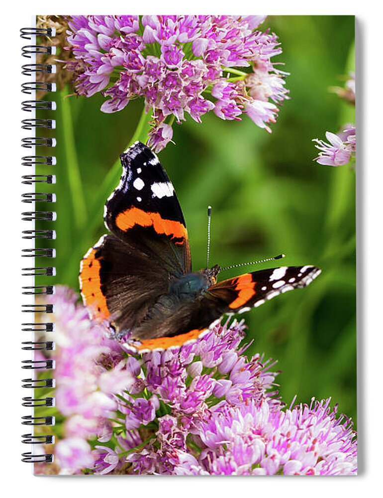 Butterfly Spiral Notebook featuring the photograph Vanessa Atalanta by Tanya C Smith
