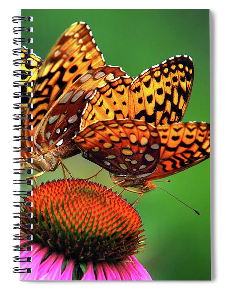 Butterfly Spiral Notebook featuring the photograph Butterfly Twins by Christina Rollo