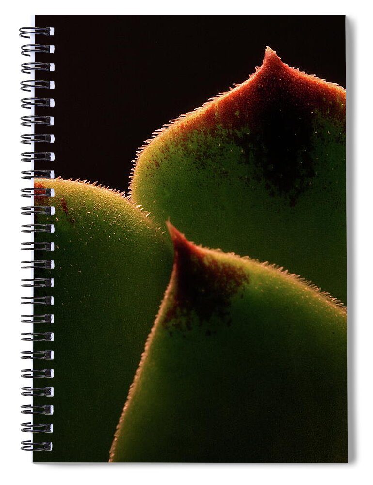 Macro Spiral Notebook featuring the photograph Cactus 9609 by Julie Powell