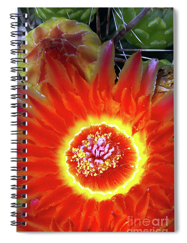 Flower Spiral Notebook featuring the photograph Cactus Flower Fire by Douglas Taylor