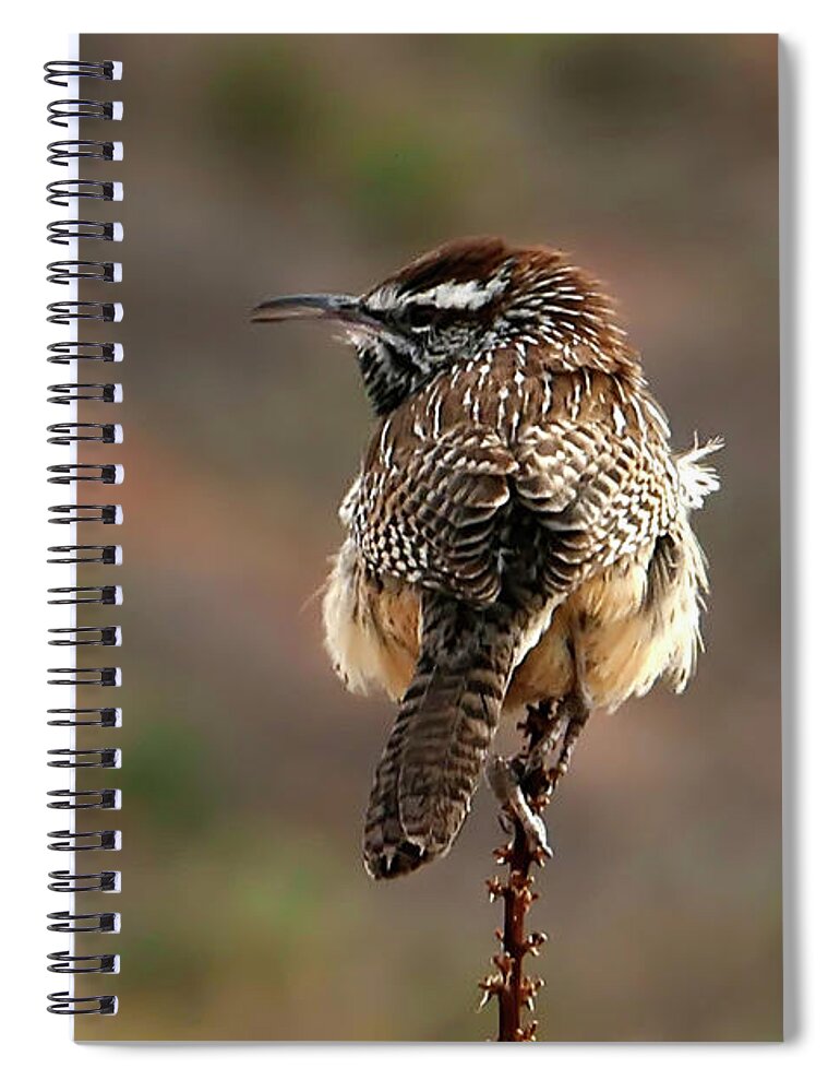 Bird Spiral Notebook featuring the photograph Cactus Wren Bird by Sandra J's