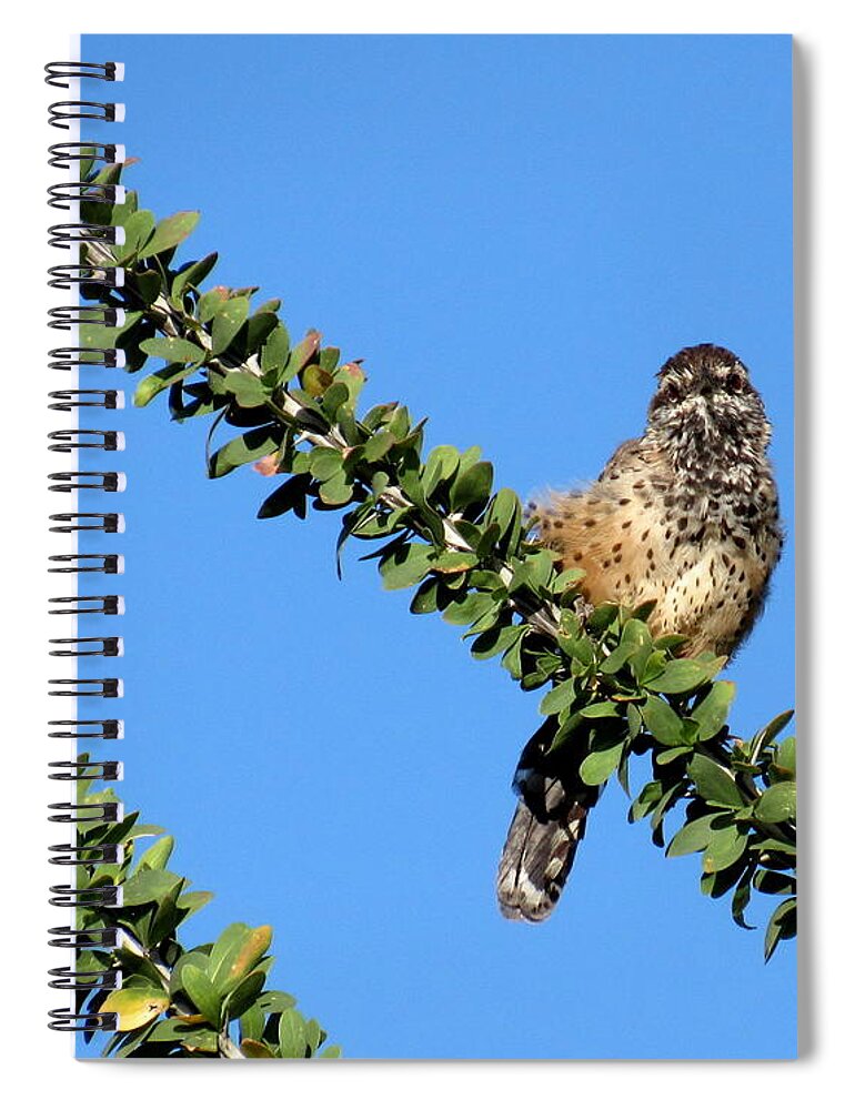  Cactus Wren On Ocotillo Cactus Spiral Notebook featuring the photograph Cactus Wren Enjoying the View by Adrienne Wilson