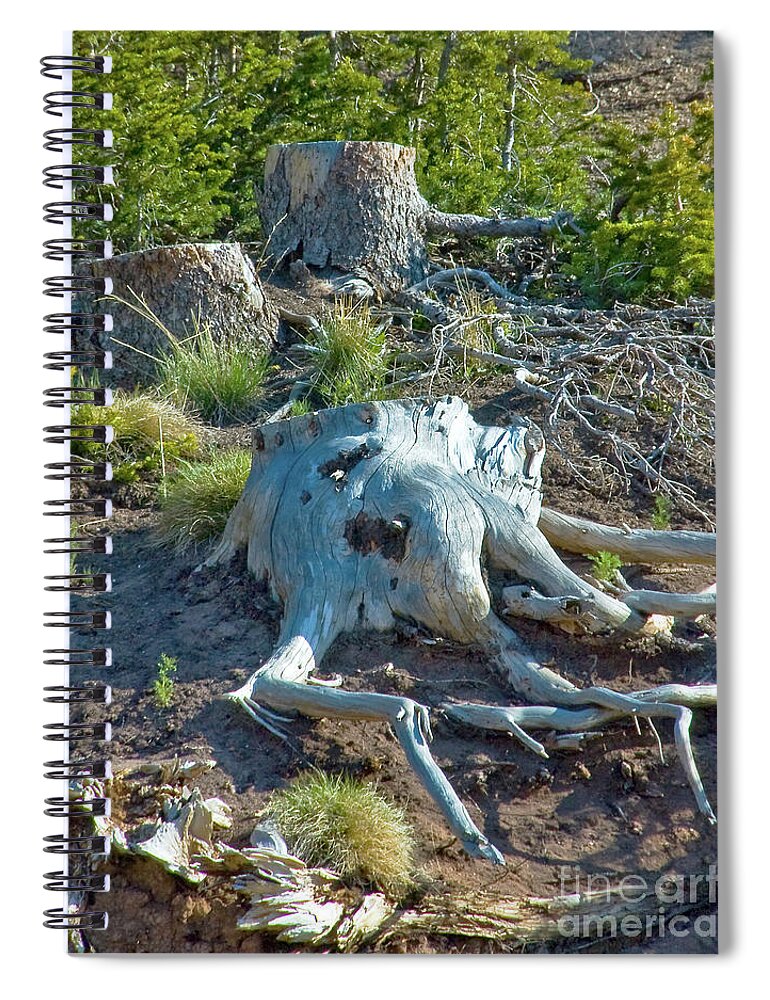 Calf At Rest Spiral Notebook featuring the photograph Calf at Rest by Mae Wertz