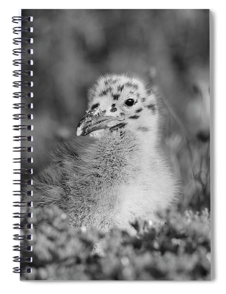Birds Spiral Notebook featuring the photograph California Western Seagull Chick by John F Tsumas