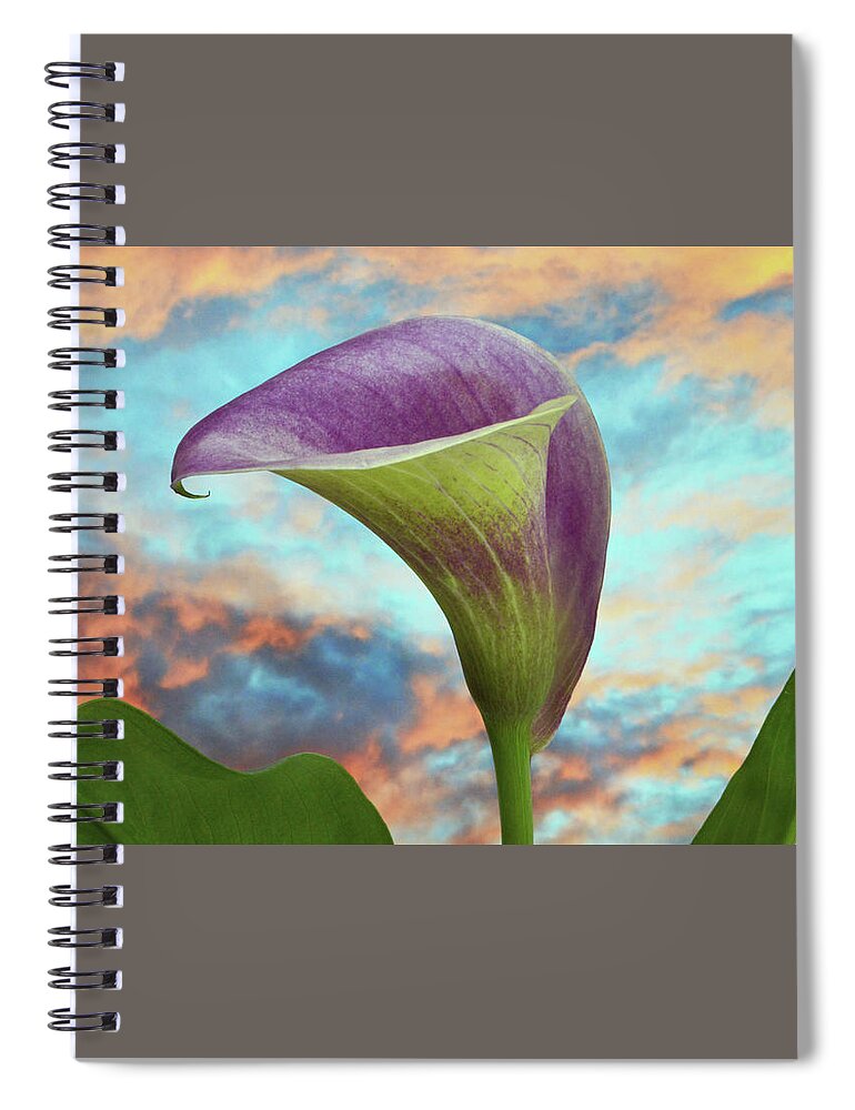 Calla Lilly Spiral Notebook featuring the photograph Calla At Sundown. by Terence Davis