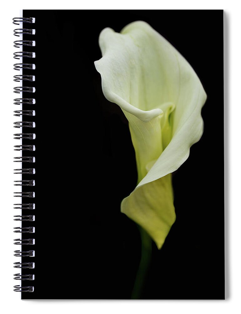 Callalily Spiral Notebook featuring the photograph Calla Lily on Black by Rebecca Cozart
