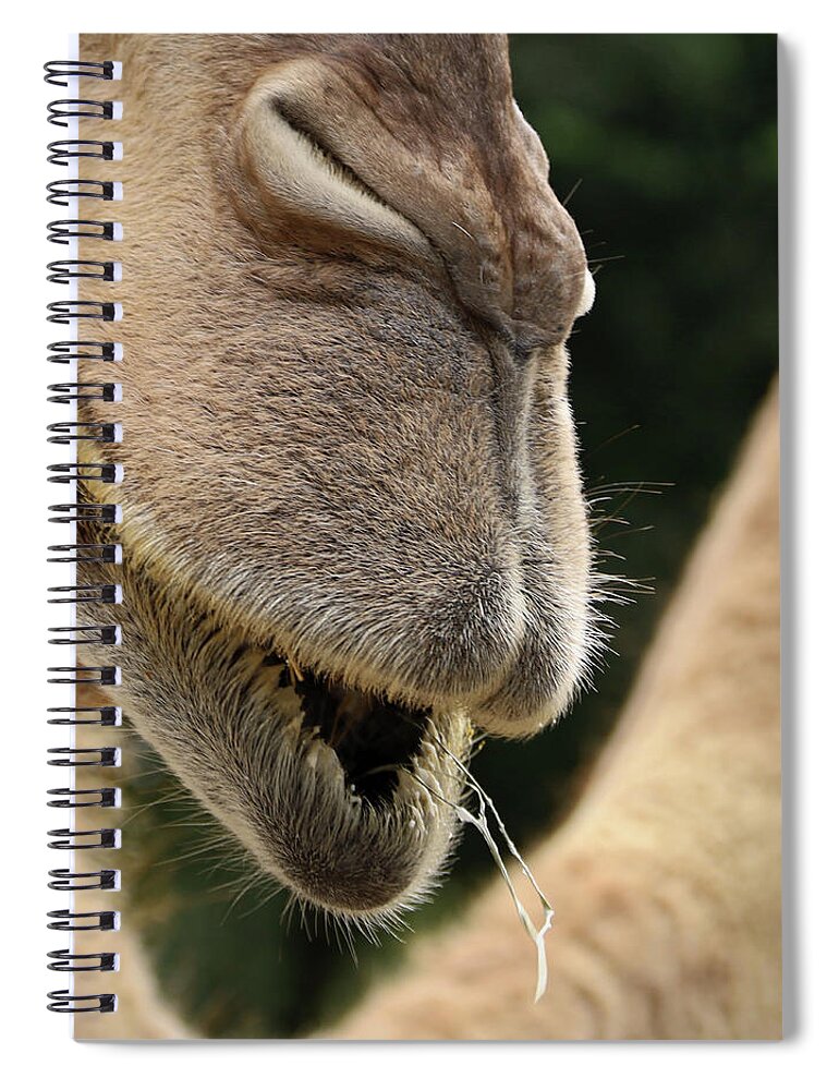 Camel Spiral Notebook featuring the photograph Camel by M Kathleen Warren
