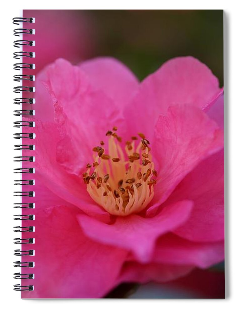 Camellia Spiral Notebook featuring the photograph Pink Camellia II by Mingming Jiang
