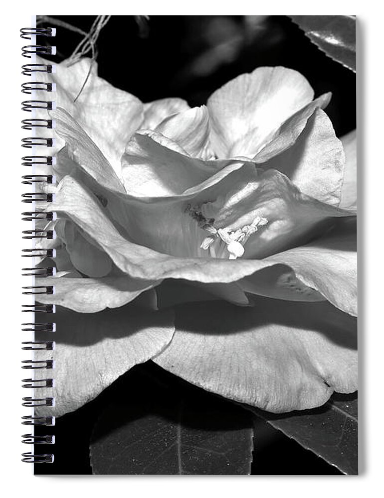 Camellia Spiral Notebook featuring the photograph Camellia in Black and White II by Mingming Jiang