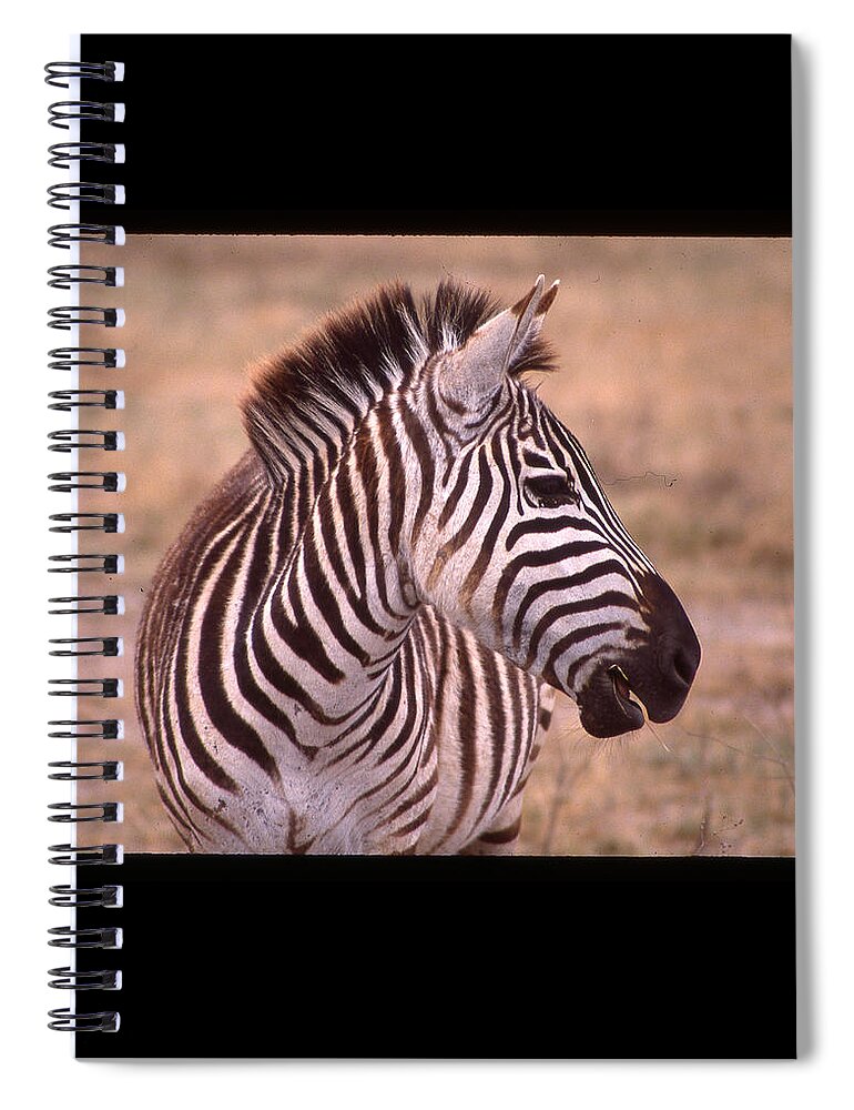 Africa Spiral Notebook featuring the photograph Camera Shy Zebra by Russ Considine