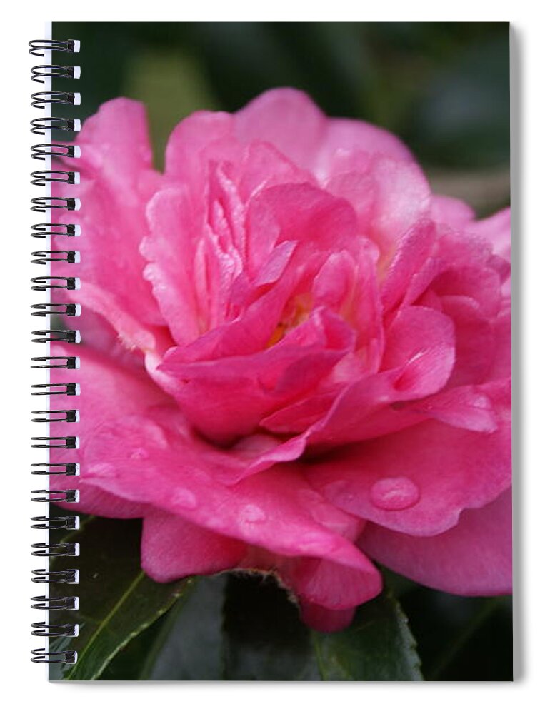  Spiral Notebook featuring the photograph Camilla Flower by Heather E Harman