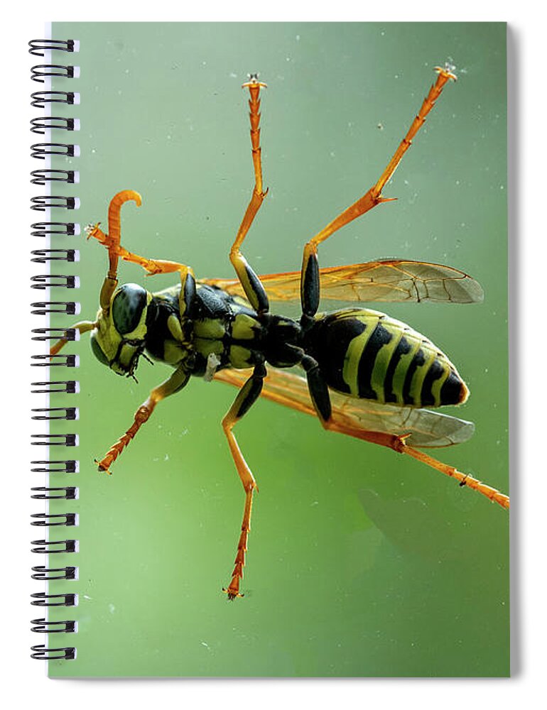 Bee Spiral Notebook featuring the photograph Can I Come In by Cathy Kovarik